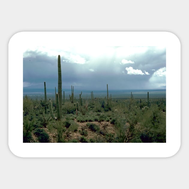 Arizona Desert with Cactus Photograph Sticker by Bravuramedia